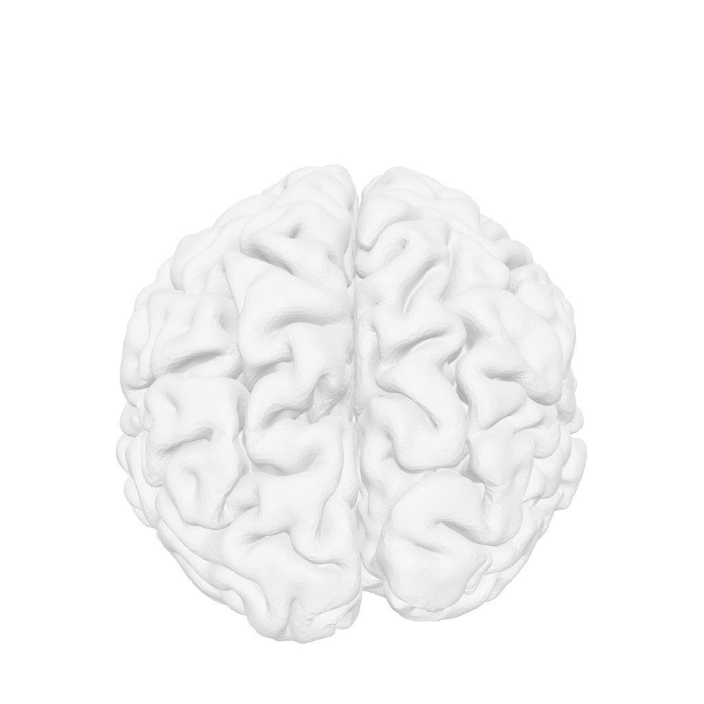 BRAIN interactive 3D model
