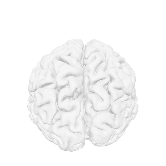 BRAIN interactive 3D model