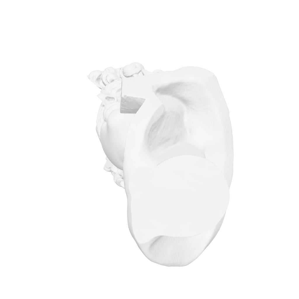 David interactive 3D model